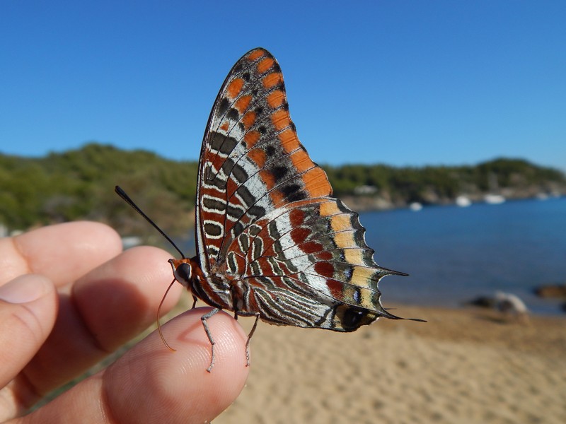 Charaxes jasius finalmente!!!!